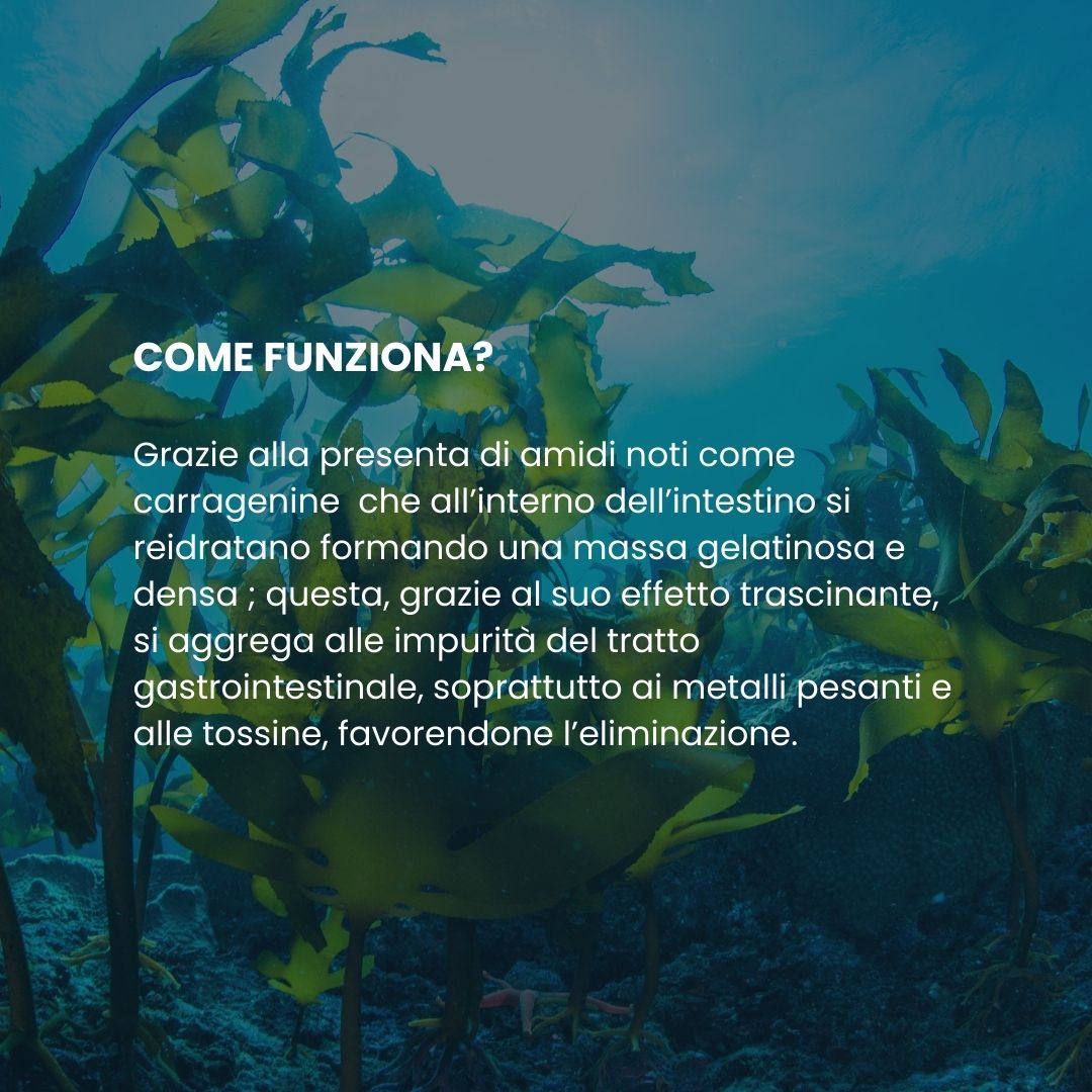 Spazio Ecosalute Alghe Alga Carrighenani compresse 100 cpr intestino